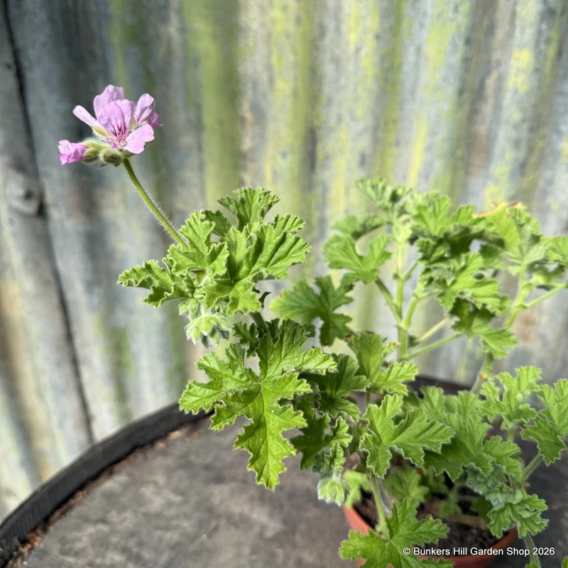 Geranium 'Attar of Roses' (11cm)