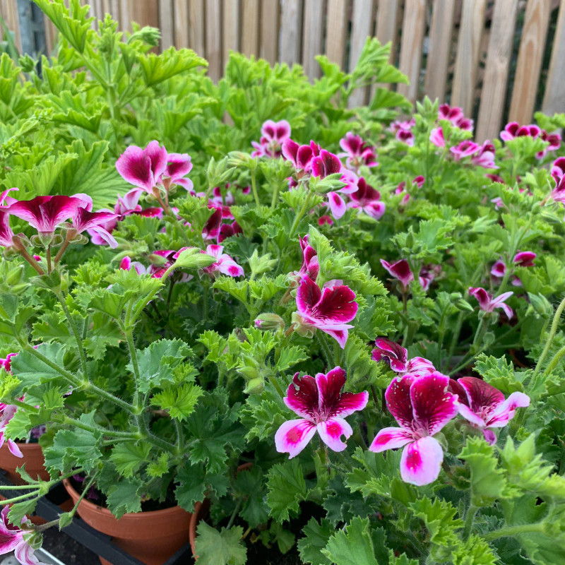 Pelargonium 'Grandeur Odorata Perfume' (11cm)