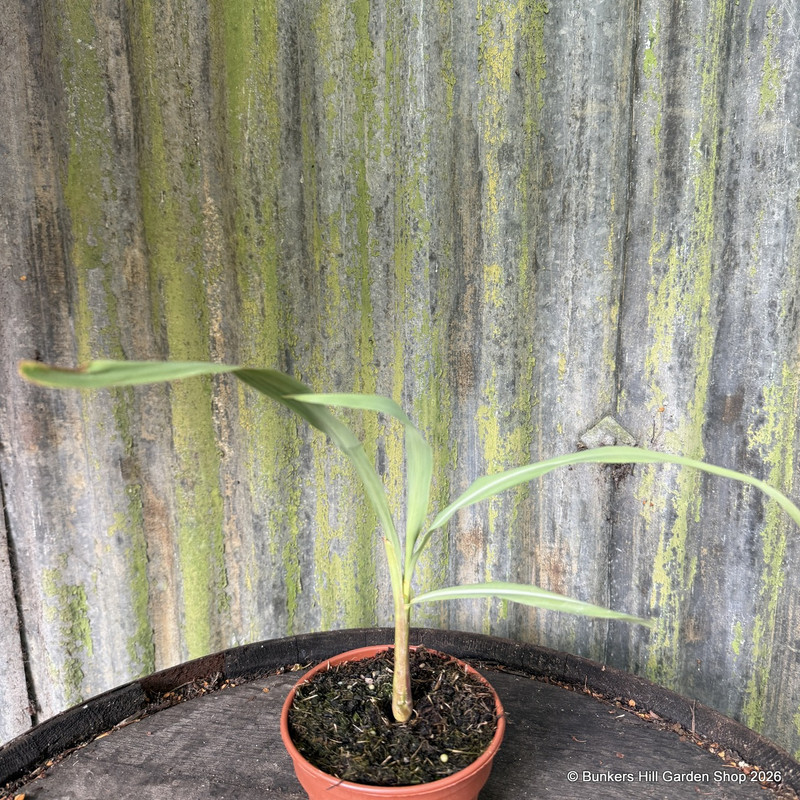 Lemon Grass (11cm)