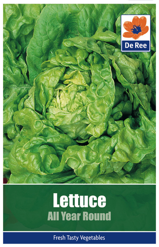 Lettuce 'All Year Round' Seeds