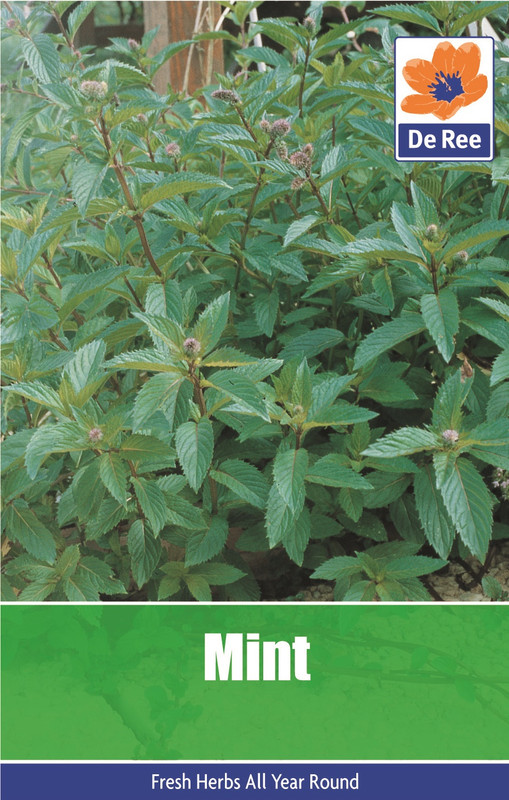 Mint Seeds