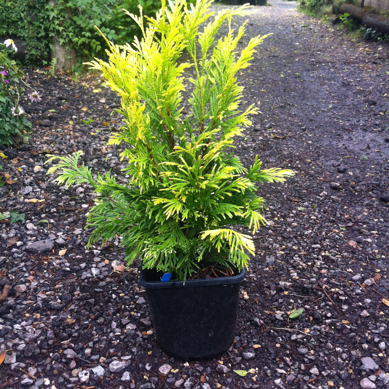 Thuja plicata 'Goldy' (Western Red Cedar) - 3ltr plant