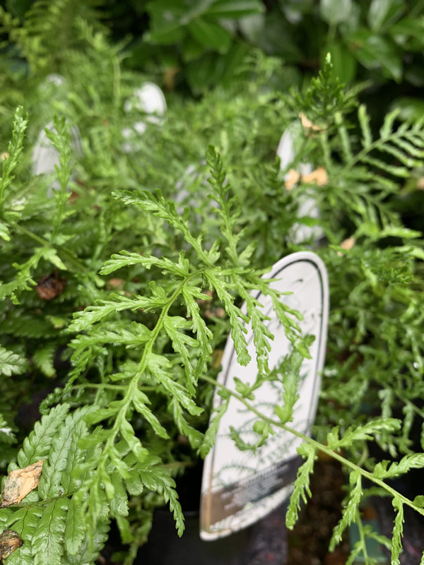 Dryopteris filix-mas Linearis Polydactyla S+