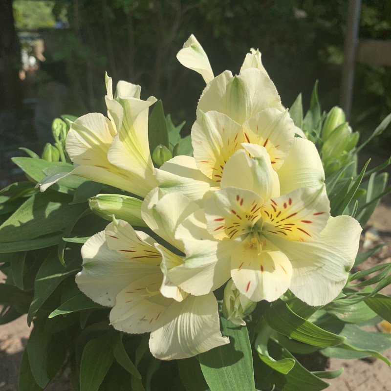 Alstromeria ' Inca Rio'