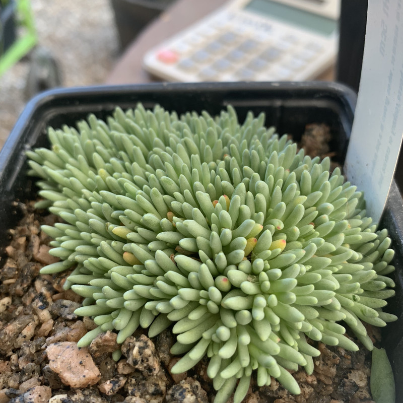 Delosperma sphalmanthoides