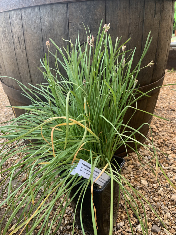 Tulbaghia ceruna hybrid