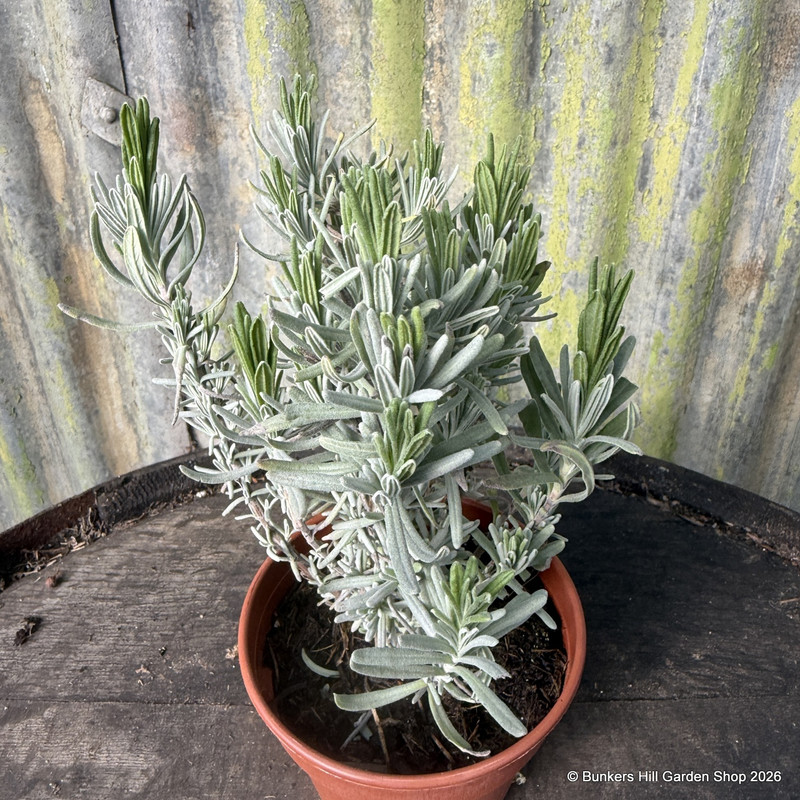 Lavender 'Melissa Lilac' (11cm)