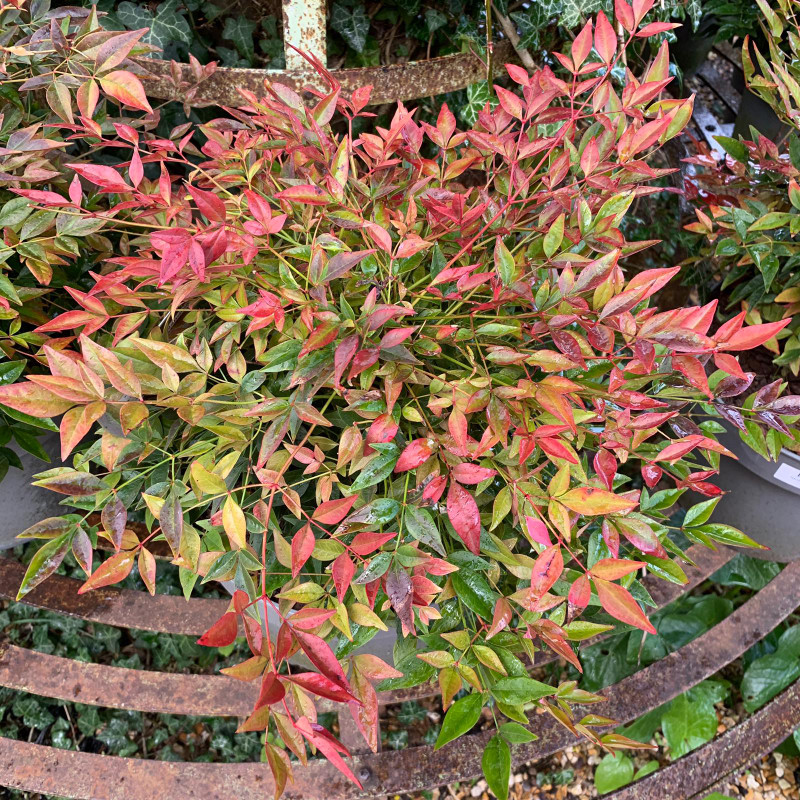 Nandina domestica 'Obsessed' (Large)