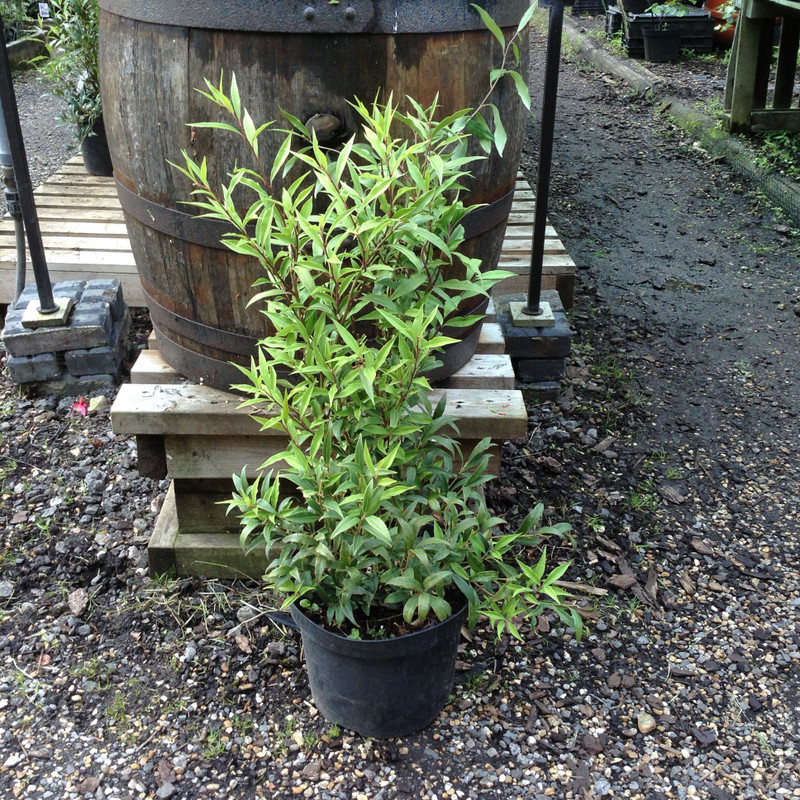 Sarcococca hookeriana 'Purple Stem'