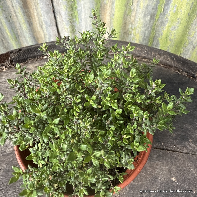 Thyme common (14.5cm)