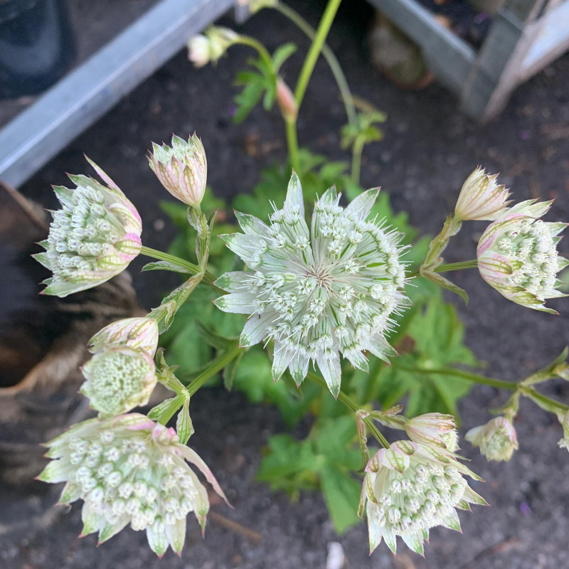 Astrantia ' Superstar'