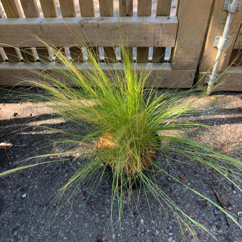 Stipa tenuissima 'Pony Tails' (Grass) - 3ltr pot