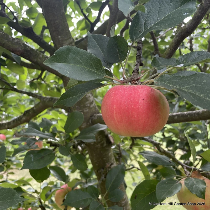 Apple 'Discovery ' 2yr tree on MM106 rootstock