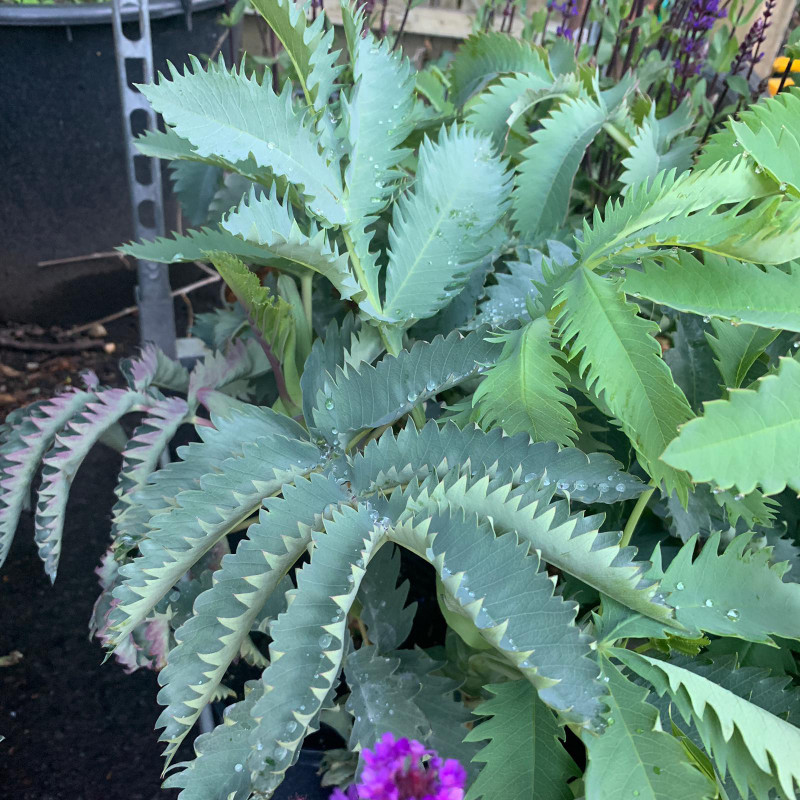 Melianthus major - 5ltr pot