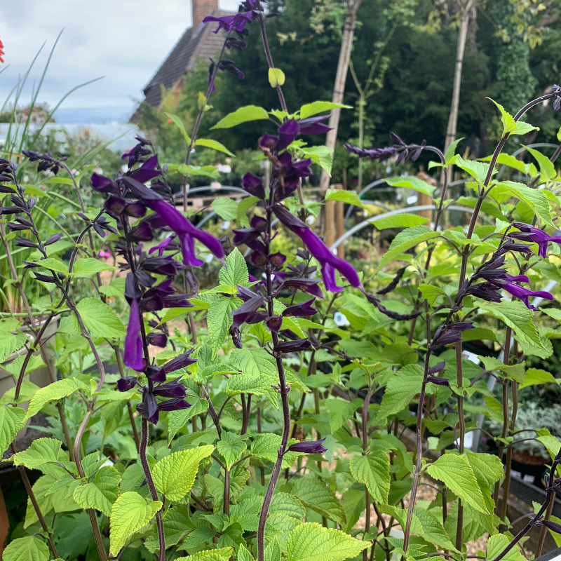 Salvia 'Amistad' - 3ltr pot