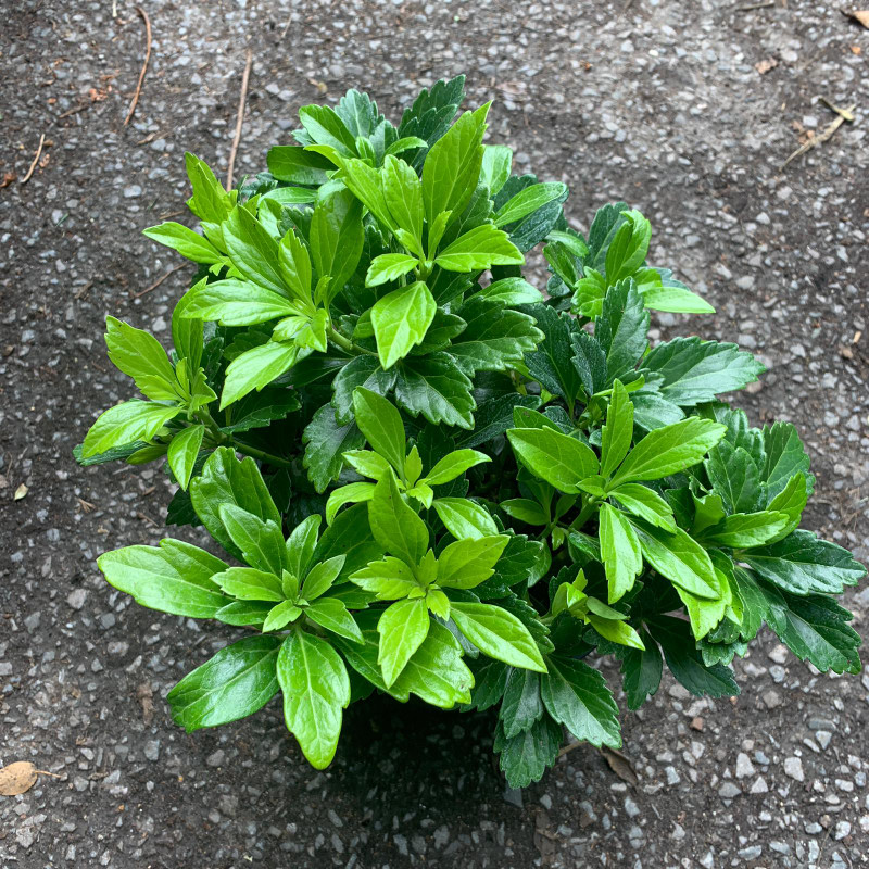 Pachysandra 'Green Carpet' - 3ltr pot