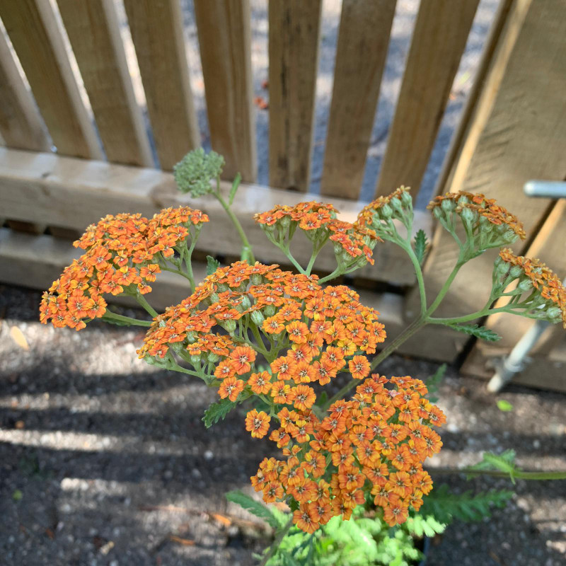 Achillea 'Terracotta' - 2ltr pot