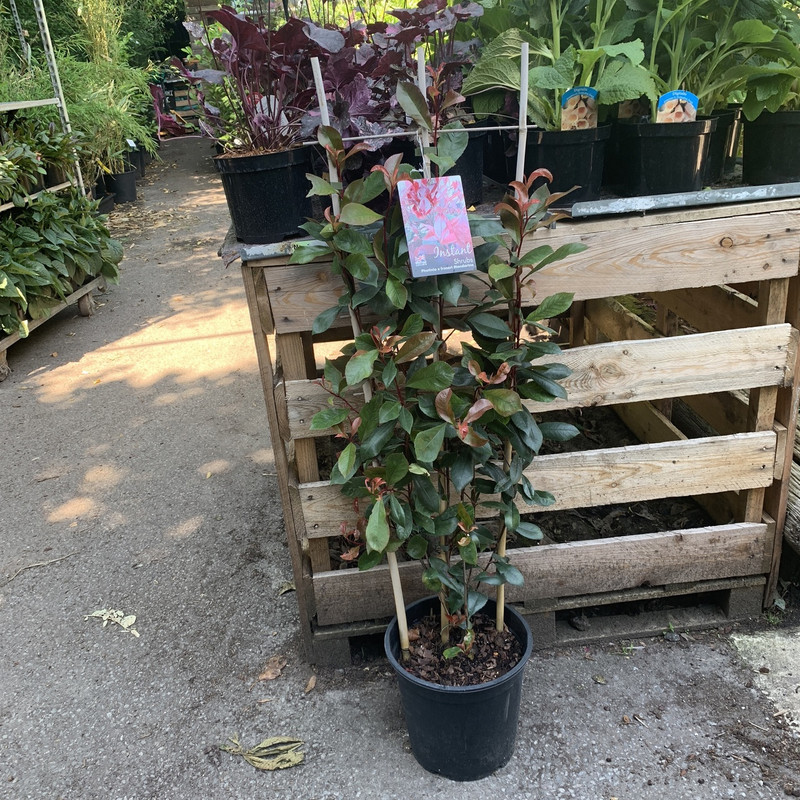 Photinia mandarino 1.2m trellis.