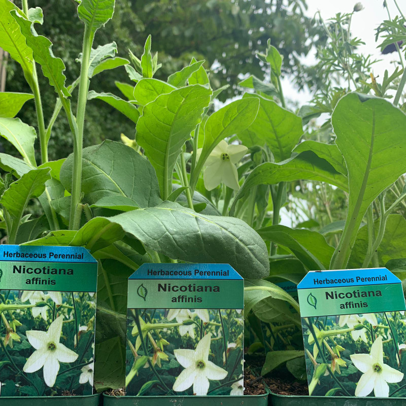 Nicotiana affinis - 9cm pot