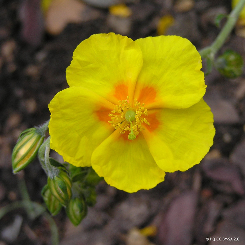 Helianthemum 'Ben Fhada' -9cm pot