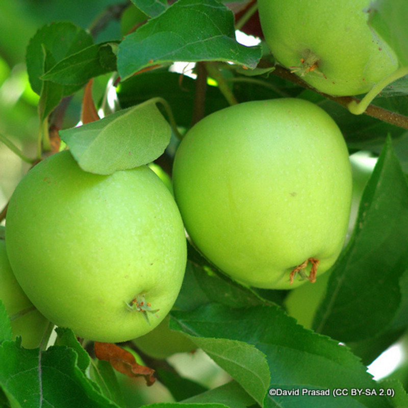 Apple 'Granny Smith' 1yr feathered maiden tree on MM106 rootstock