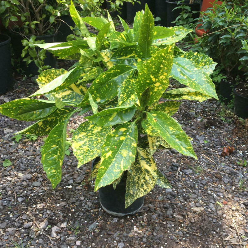 Aucuba japonica 'Crotonifolia' (Spotted Laurel) - 2ltr pot