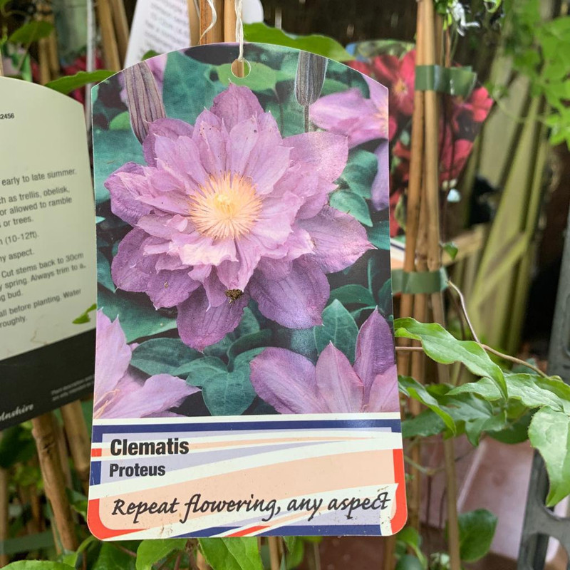 Clematis Proteus