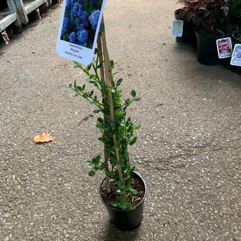 Ceanothus 'Skylark'