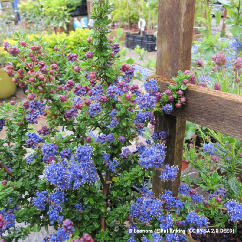 Ceanothus 'Dark Star' - 5ltr pot