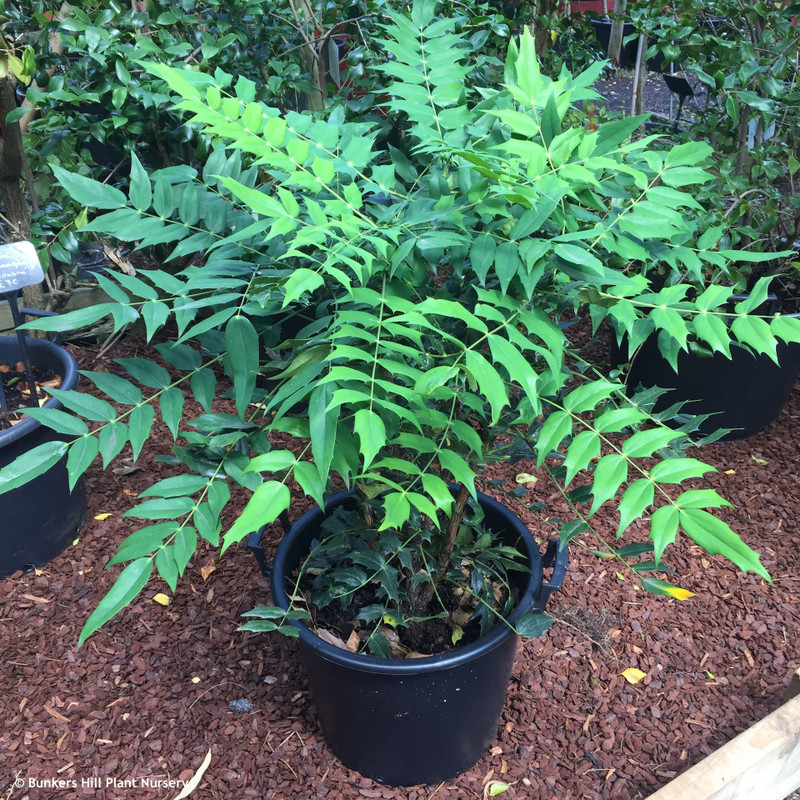 Mahonia × media 'Winter Sun' 30ltr