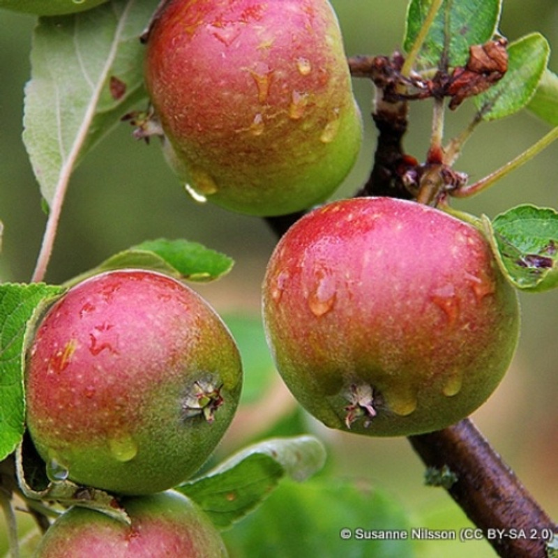 Apple 'Laxton's Fortune' 1yr feathered maiden tree on MM106 rootstock