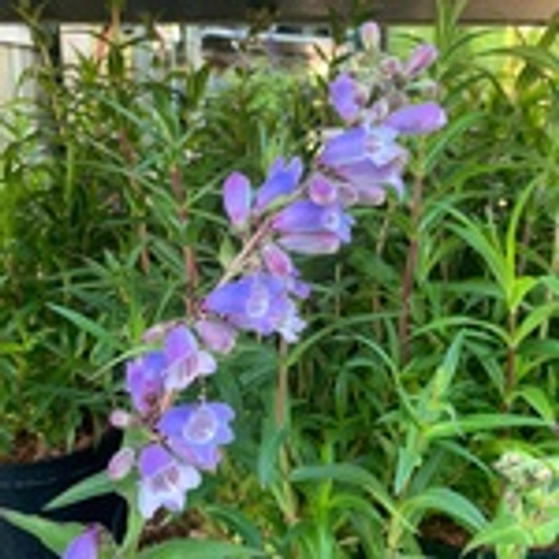 Penstemon 'Sour Grapes' - 2ltr pot