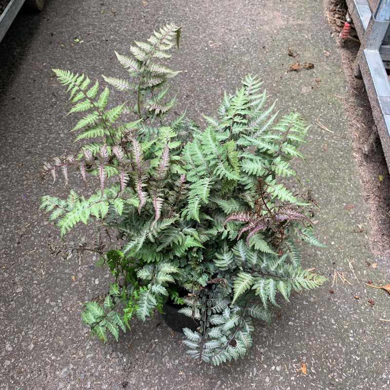 Athyrium Niponicum Pictum (fern) - 3ltr pot