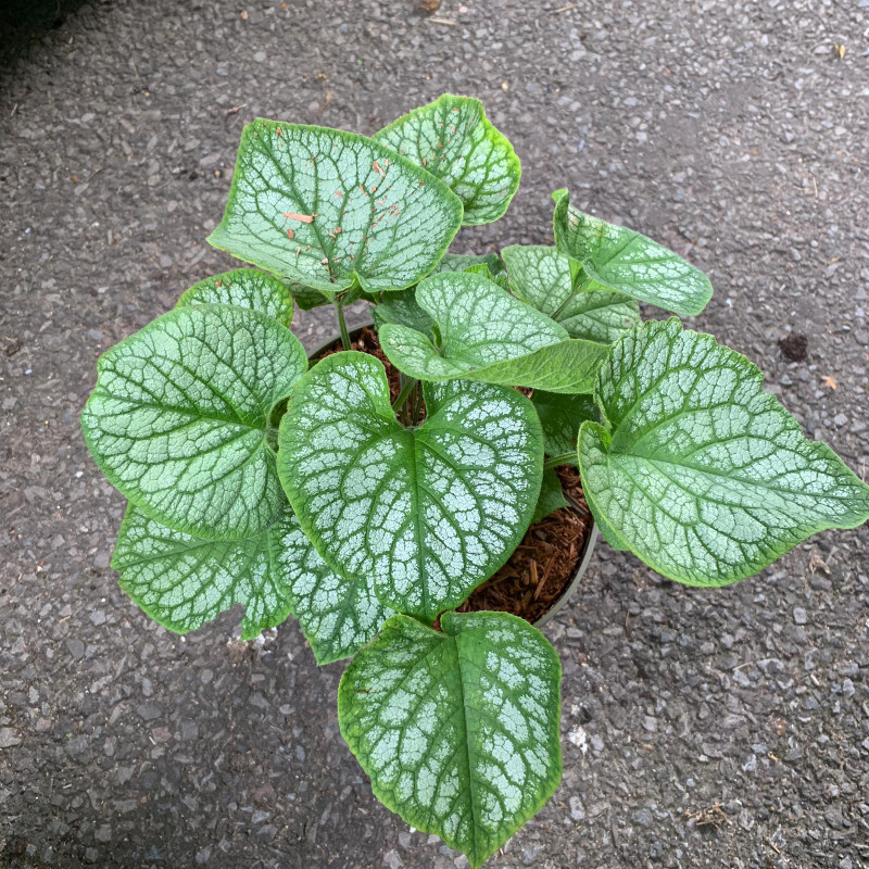 Brunnera 'Jack Frost' - 3ltr pot