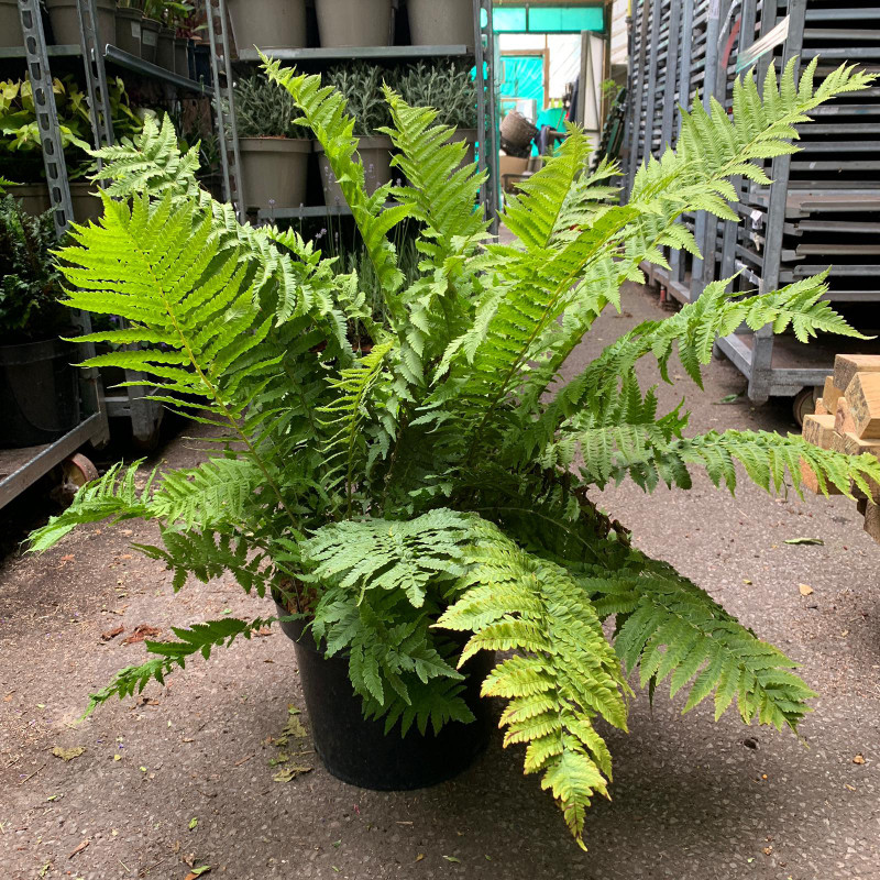 Matteuccia struthiopteris (Shuttlecock Fern) - 10 ltr pot