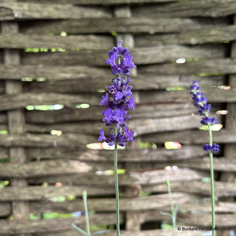 Lavender angustifolia 'Hidcote' - 3ltr pot