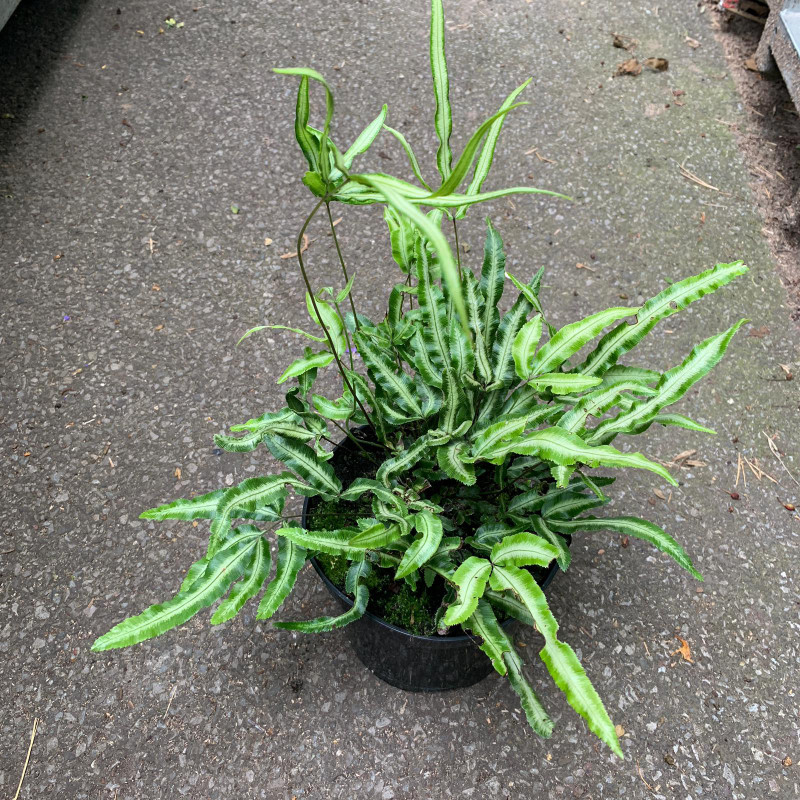 Pteris Nipponica (fern) - 3ltr pot