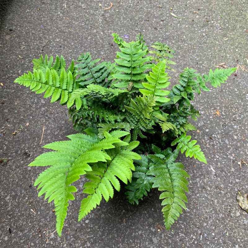 Dryopteris Kuratae (Fern) - 3ltr pot