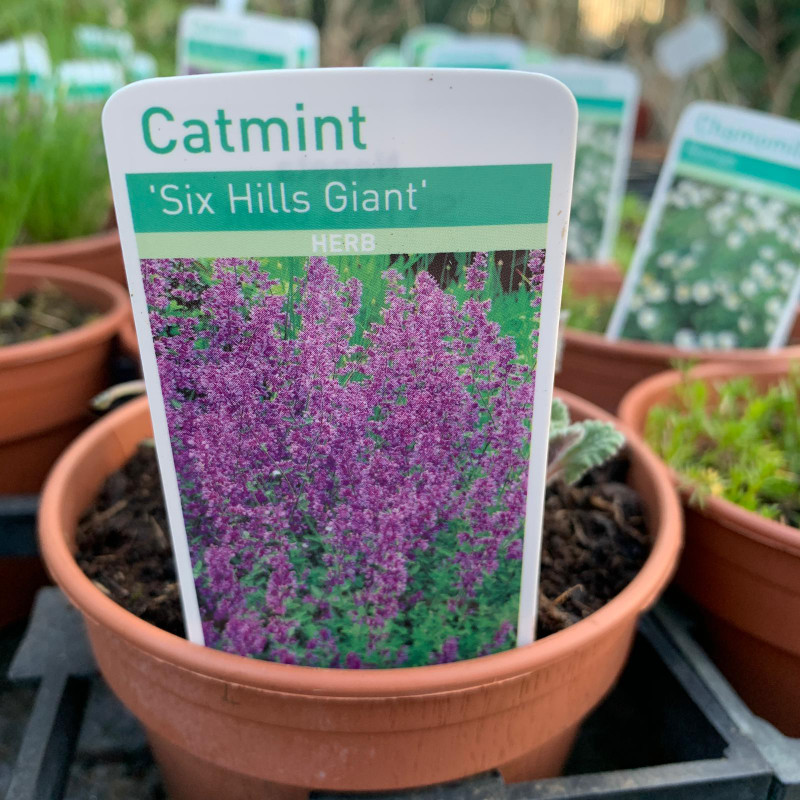 Catmint 'Six Hills Giant' (Nepeta)- 11cm pot