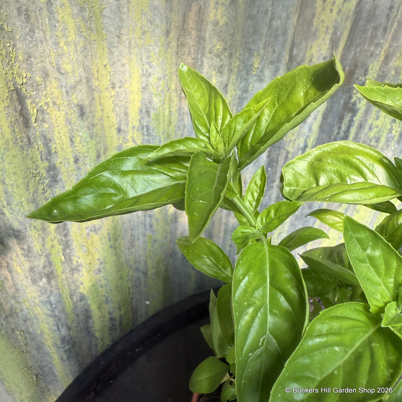 Sweet Basil - 11cm