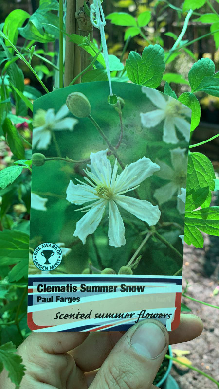 Clematis' Summer Snow'