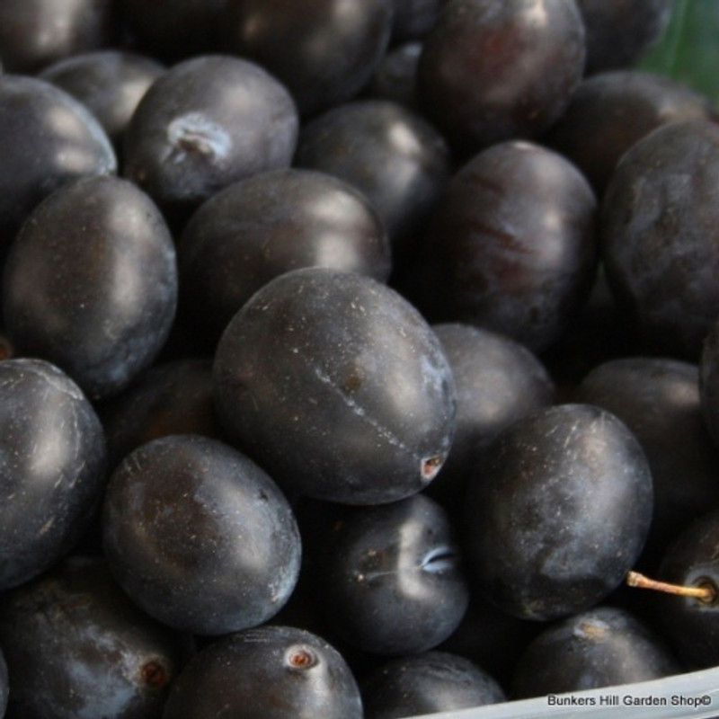 Damson 'Merryweather' 2yr dwarf tree on Pixy rootstock