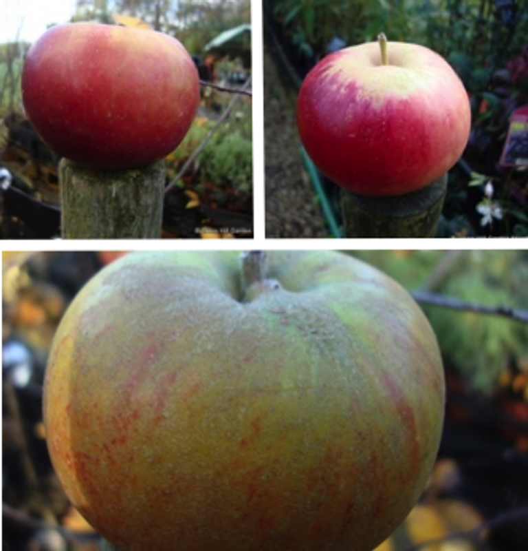 Family Apple 'Katy/Spartan/Russet' 2/3yr tree on MM106 rootstock