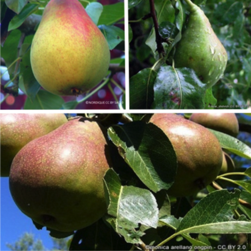 Family Pear 'Beurre hardy, Comice, Conference' 2/3yr tree on Quince A rootstock