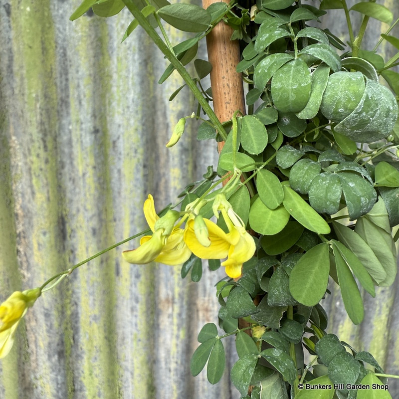 Coronilla emerus (Hippocrepis emerus) - 3ltr pot