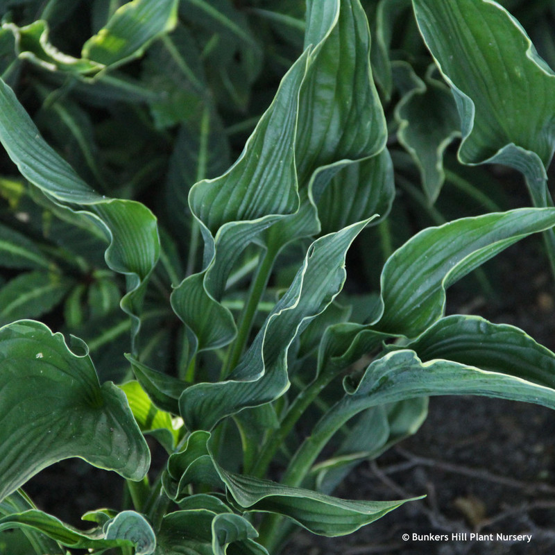 Hosta 'Praying Hands' - 3ltr pot