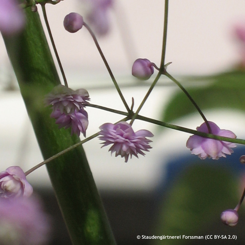 Thalictrum 'Hewitts Double' - 2L