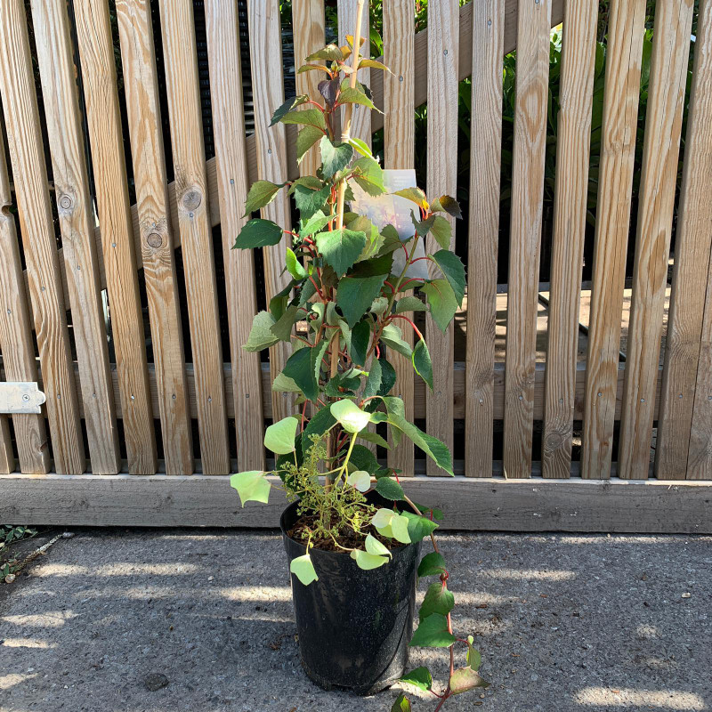 Schizophragma hydrangeoides 'Snow sensation'