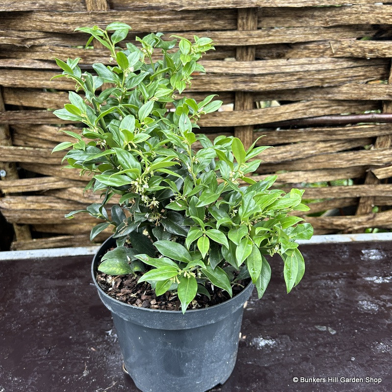 Sarcococca confusa - 3ltr pot