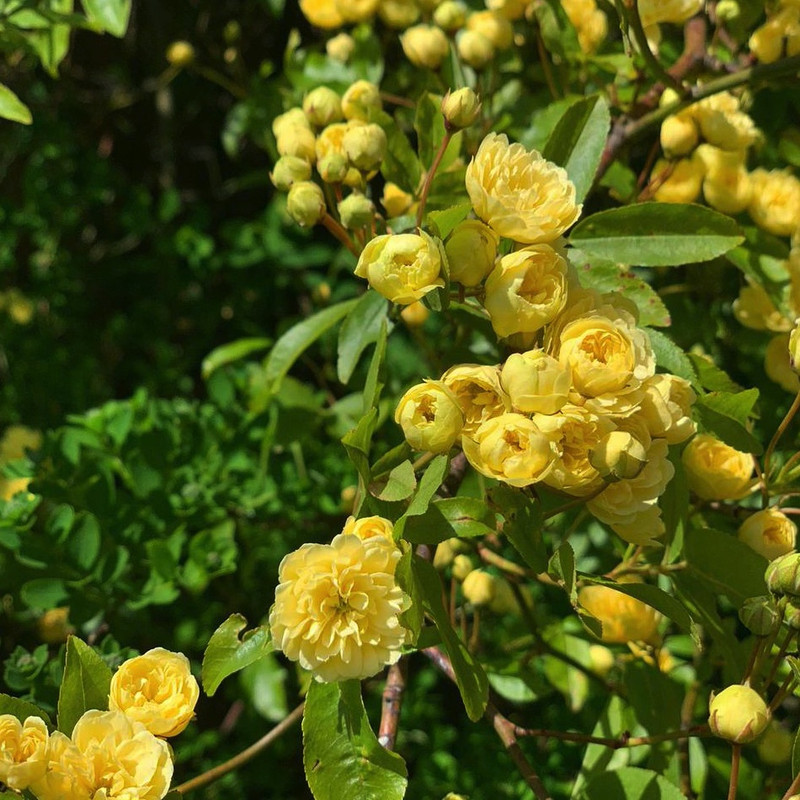 Rosa banksiae 'Lutea'